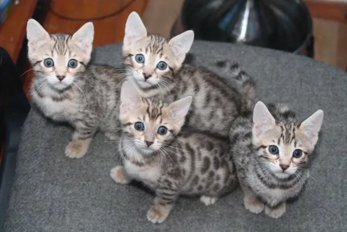 ARISTOCAT BENGAL Picture 10