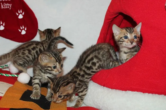 ARISTOCAT BENGAL Picture 6