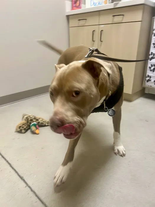 East Side Animal Hospital Picture 7