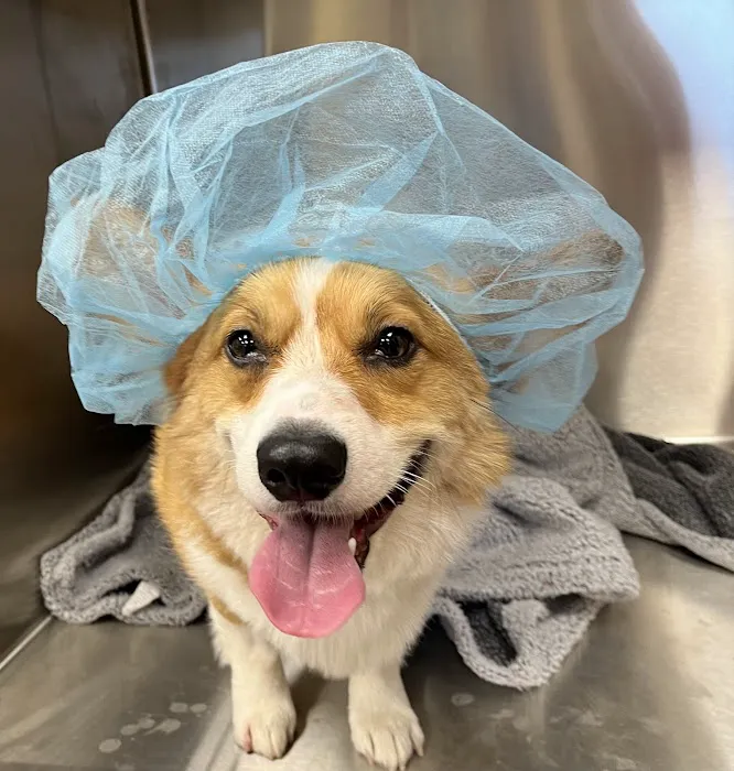 East Side Animal Hospital Picture 2
