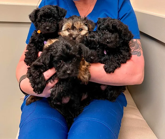 Armstrong Animal Clinic Picture 4