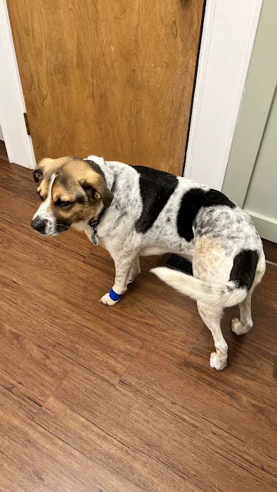 Armstrong Animal Clinic Picture 5