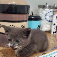 Monroe Road Animal Hospital ico