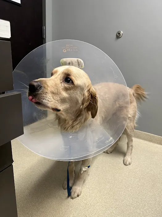 CARE | Charlotte Animal Referral & Emergency Picture 6