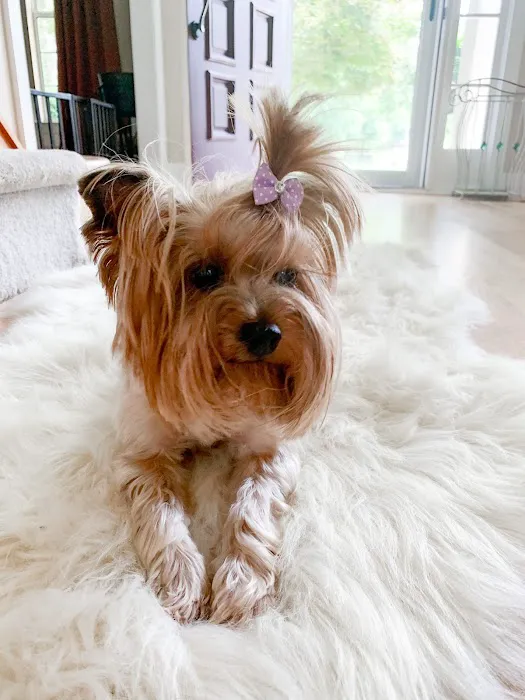 CARE | Charlotte Animal Referral & Emergency Picture 3