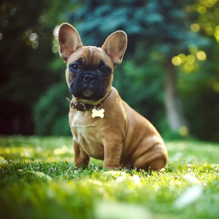 CARE | Charlotte Animal Referral & Emergency Picture 5