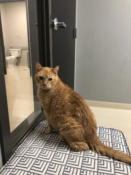 CARE | Charlotte Animal Referral & Emergency Picture 7