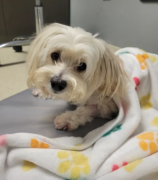 CARE | Charlotte Animal Referral & Emergency Picture 8