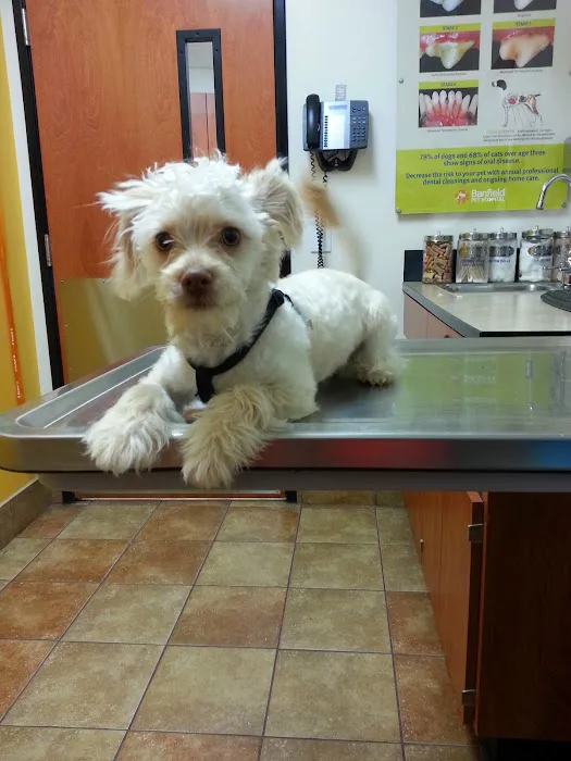 Banfield Pet Hospital Picture 1