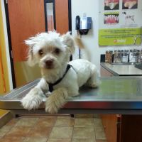Banfield Pet Hospital ico