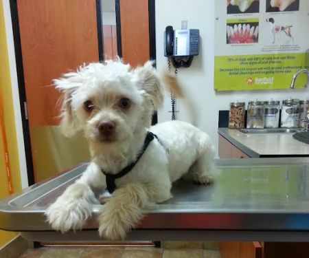 Banfield Pet Hospital