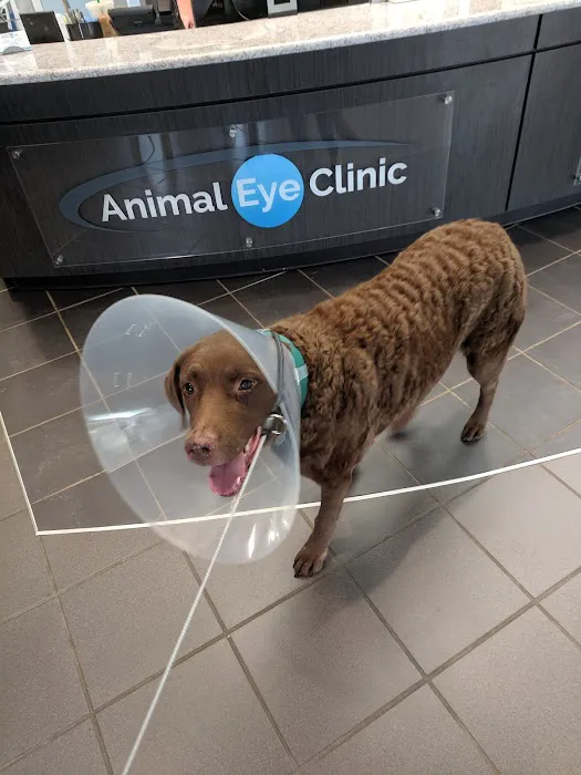 Animal Eye Clinic Picture 1