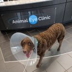Animal Eye Clinic