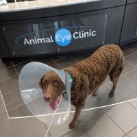 Animal Eye Clinic ico