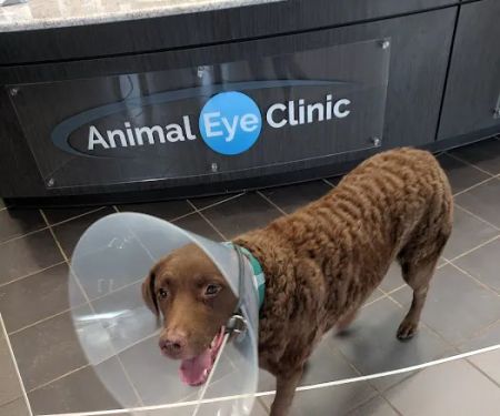 Animal Eye Clinic