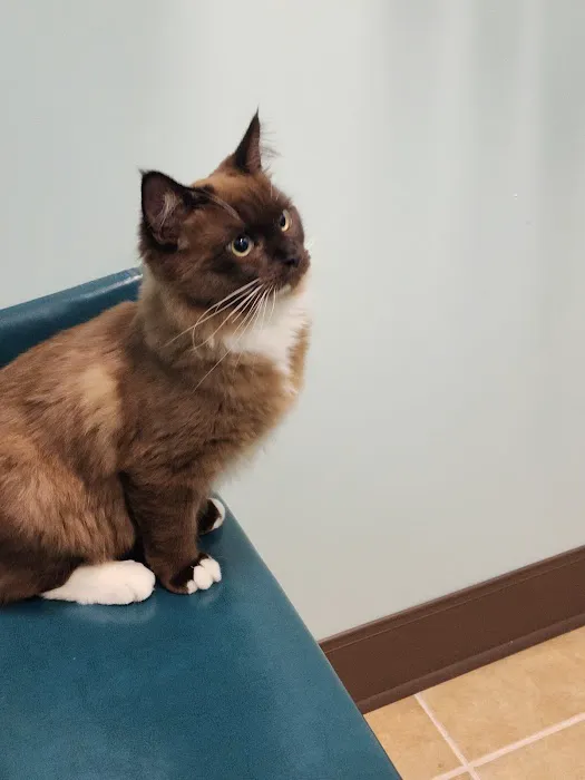 Passionate Paws Animal Hospital - Weddington Picture 3