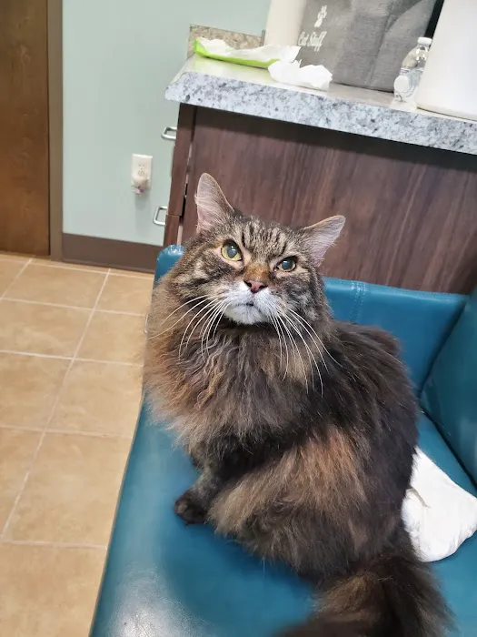 Passionate Paws Animal Hospital - Weddington Picture 2