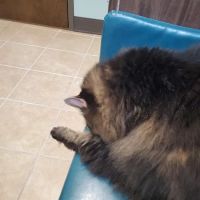Passionate Paws Animal Hospital - Weddington ico