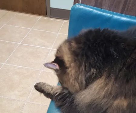 Passionate Paws Animal Hospital - Weddington