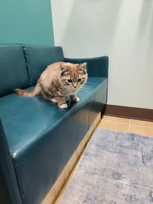 Passionate Paws Animal Hospital - Weddington Picture 5