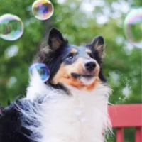 Small Animal Emergency Services ico