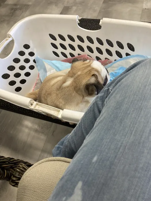 Small Animal Emergency Services Picture 5