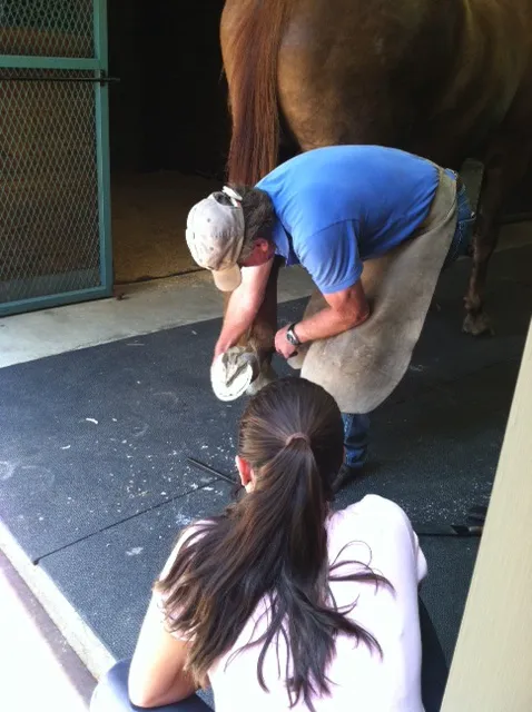 Carolina Equine Clinic Picture 2