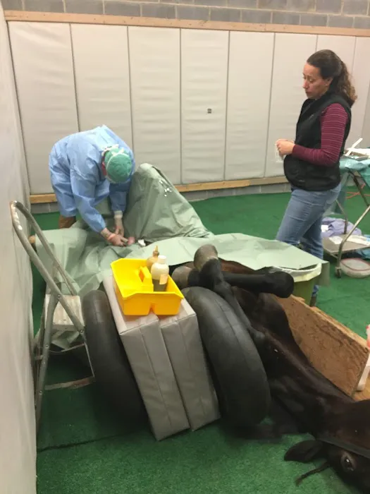 Carolina Equine Clinic Picture 1