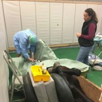 Carolina Equine Clinic ico