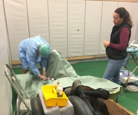 Carolina Equine Clinic