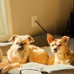 Banfield Pet Hospital