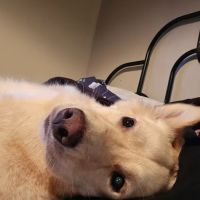 Myres Animal Hospital ico