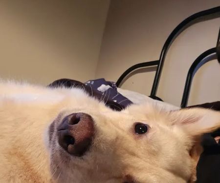 Myres Animal Hospital