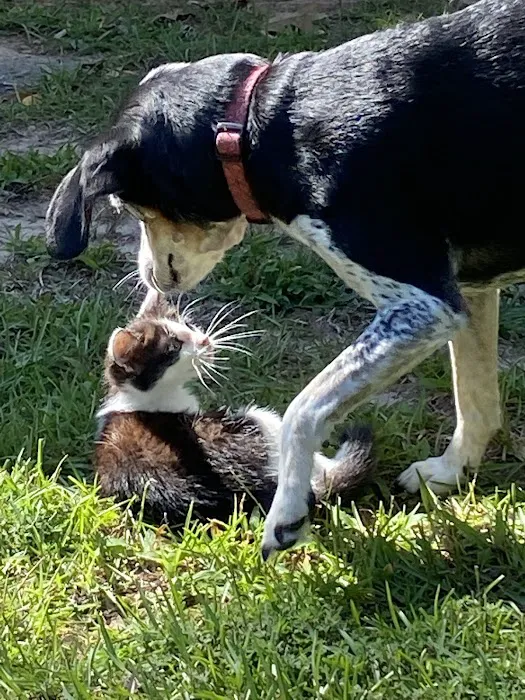 Myres Animal Hospital Picture 7
