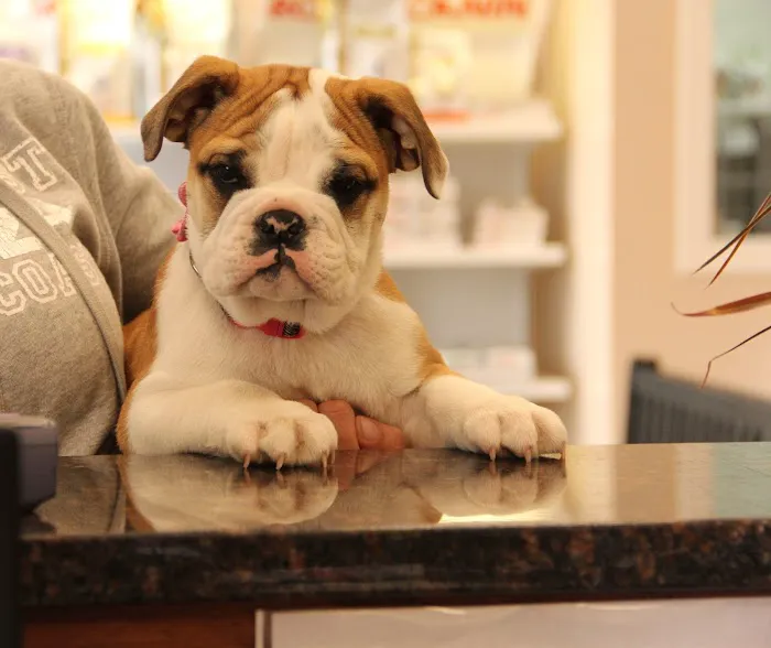Willow Creek Animal Hospital Picture 4