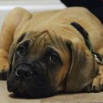 Willow Creek Animal Hospital