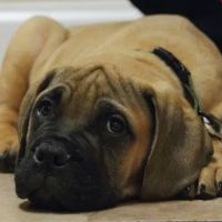 Willow Creek Animal Hospital ico