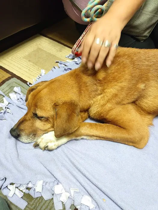 Sanford Animal Hospital Picture 6