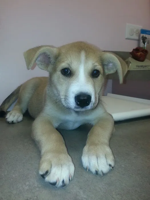 Carolina Veterinary Hospital of Sanford, PC Picture 1