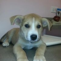 Carolina Veterinary Hospital of Sanford, PC ico