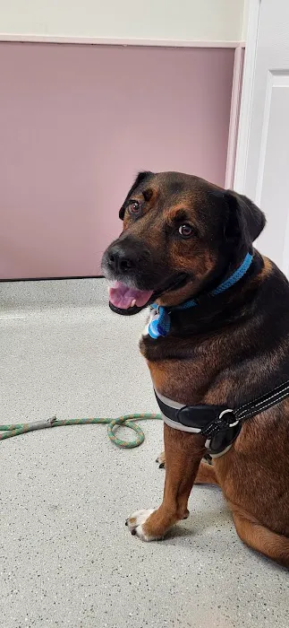 Carolina Veterinary Hospital of Sanford, PC Picture 2