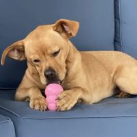 Elite Veterinary Products ico