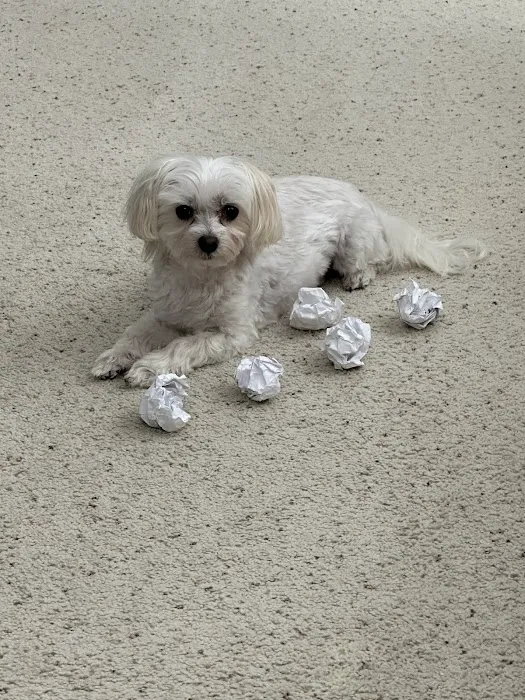 Petfolk Veterinary & Urgent Care - Holly Springs Picture 7