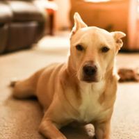 Waggin' Tails Mobile Vet ico