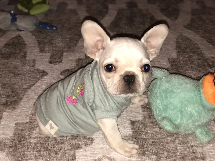 Waggin' Tails Mobile Vet Picture 8