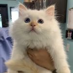 Hope Veterinary Hospital of Holly Springs
