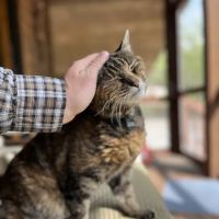 Spring Creek Mobile Veterinary Services ico