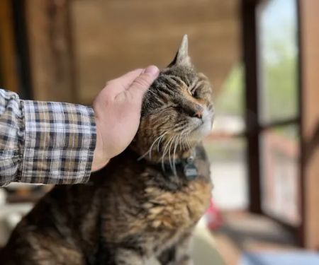 Spring Creek Mobile Veterinary Services