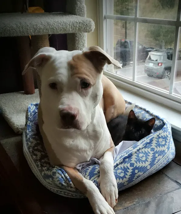 Carolina Family Vet Picture 9