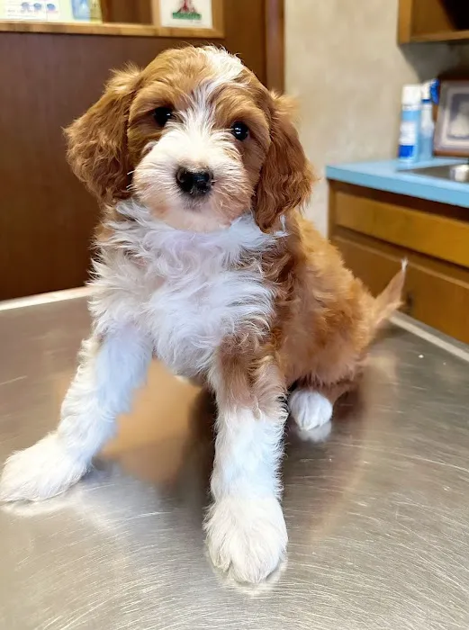 Mountain Valley Vet Hospital Picture 4